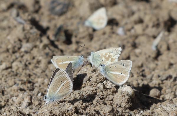 Several Common Blue butterflies are gathered on a patch of sunlit, bare earth